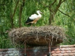 Cigogne